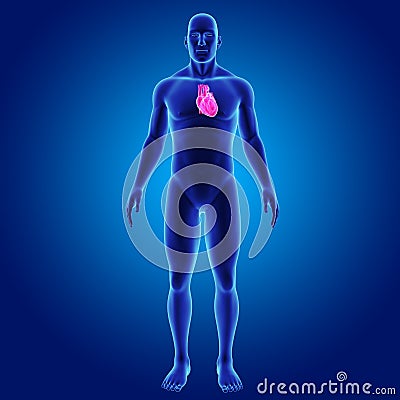 Human Heart with Body Anterior view Stock Photo